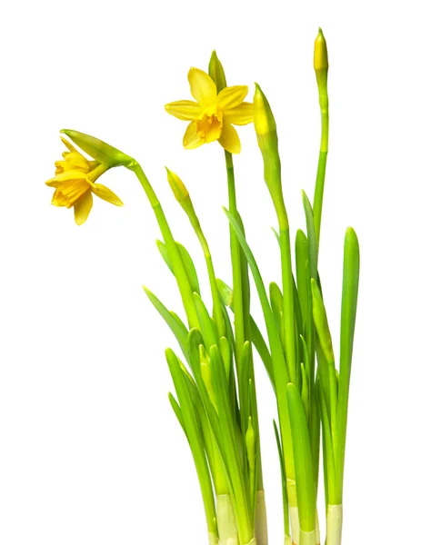 Narcissus — Stockfoto