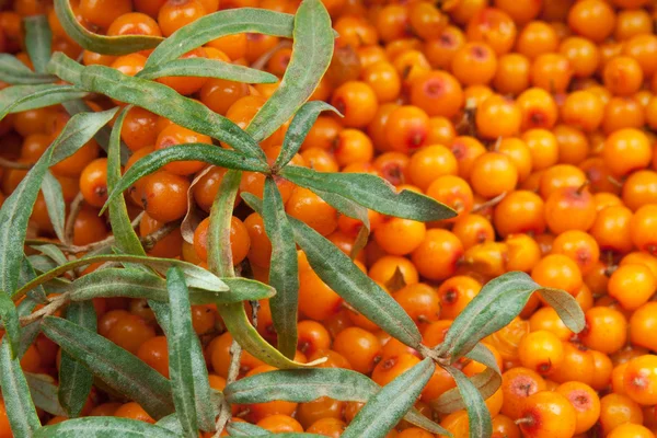 Spinello del mare — Foto Stock