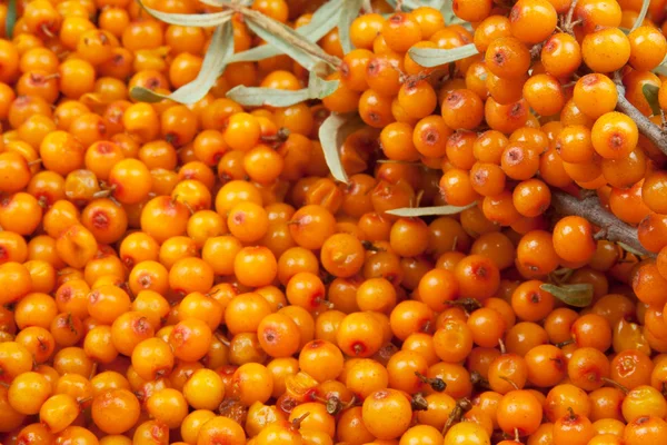 Sea-buckthorn — Stock fotografie