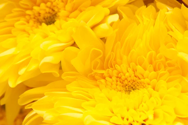 Chrysanthemum — Stock Photo, Image