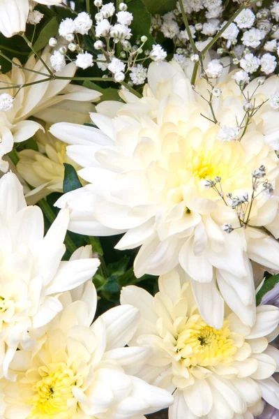 Chrysanthemums — Stock Photo, Image