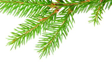 Green fir clipart