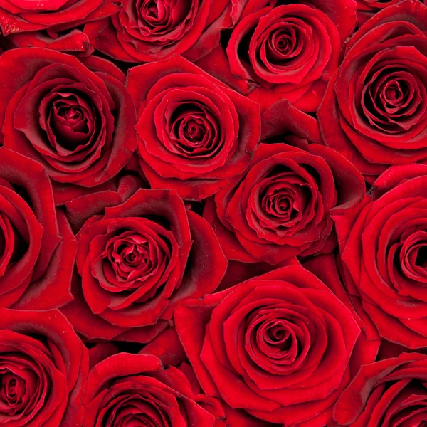 Rose rosse — Foto Stock