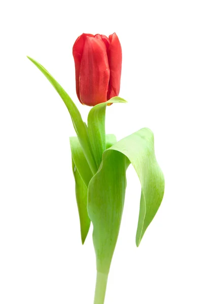 Red tulip — Stock Photo, Image