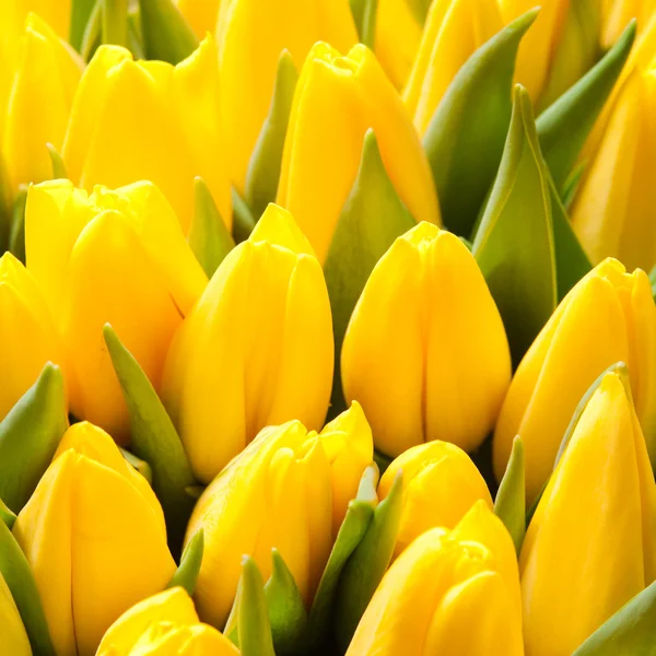 Tulips — Stock Photo, Image