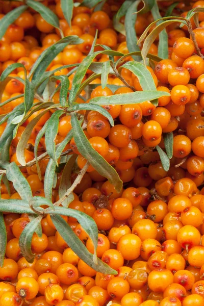 Sea-buckthorn — Stock fotografie