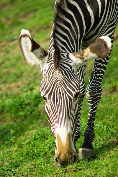 Zebra. — Fotografia de Stock