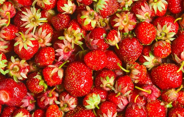 Aardbeien — Stockfoto