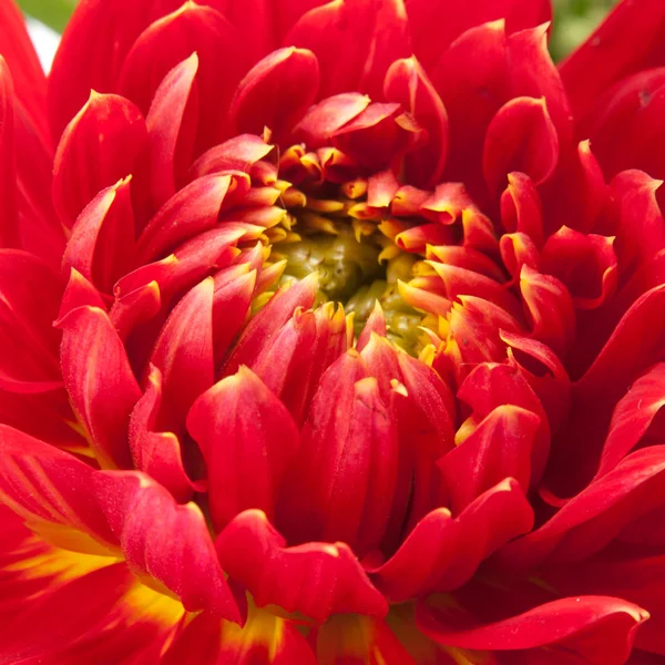 Rode dahlia — Stockfoto