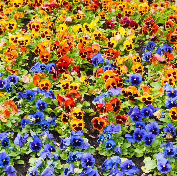 Flores — Fotografia de Stock