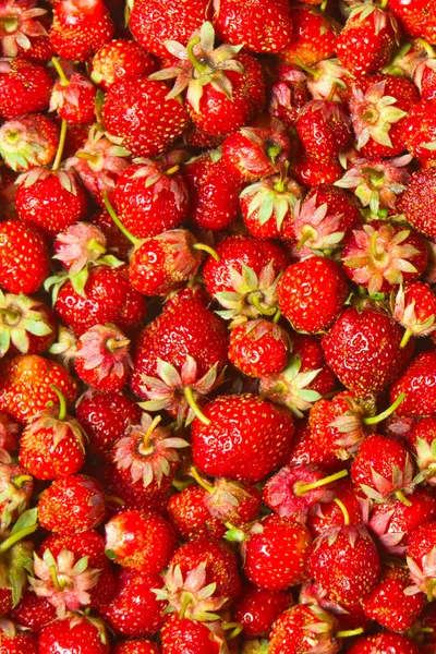 Aardbeien — Stockfoto