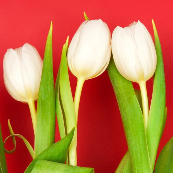 Tulips — Stock Photo, Image