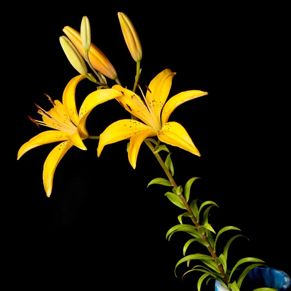 Lily — Stockfoto