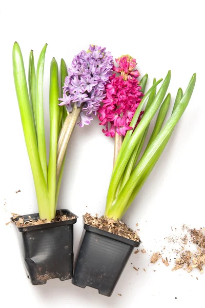 Two  hyacinths — Stock Photo, Image