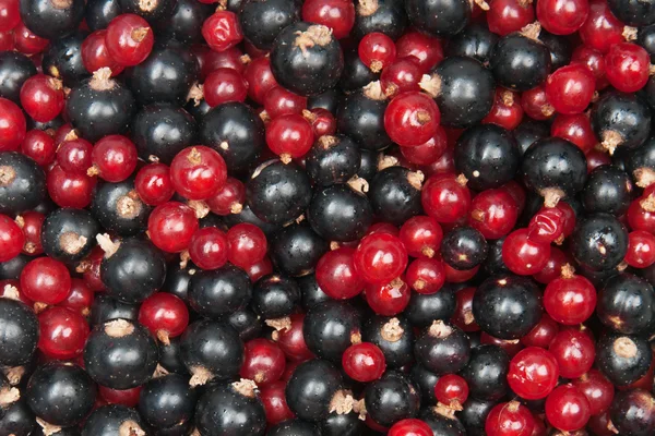 Redcurrant and  blackcurrant — Stock Photo, Image