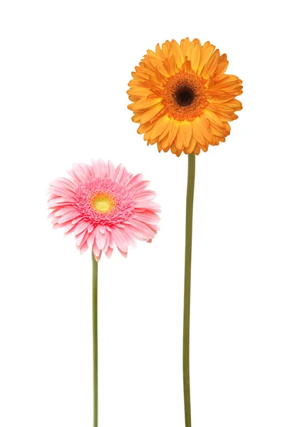 Twee daisy — Stockfoto