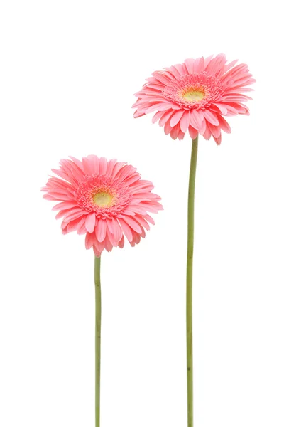 Twee daisy — Stockfoto