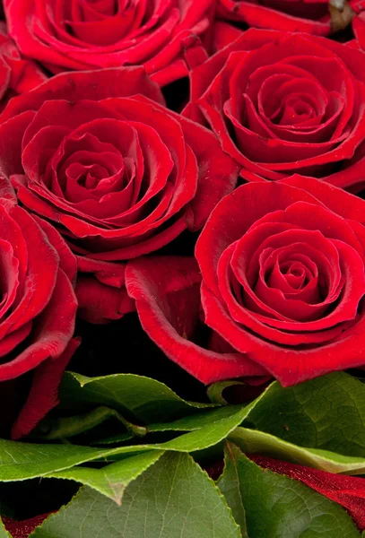 Red roses — Stock Photo, Image