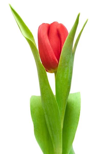 Tulipano rosso — Foto Stock