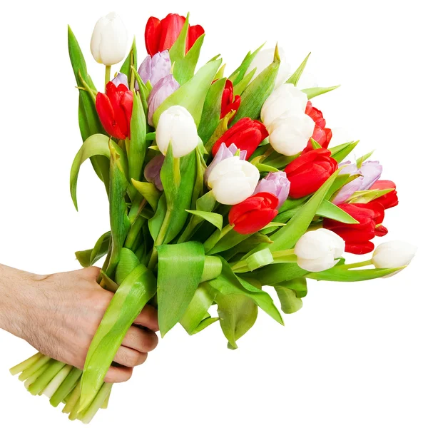 Tulips — Stock Photo, Image