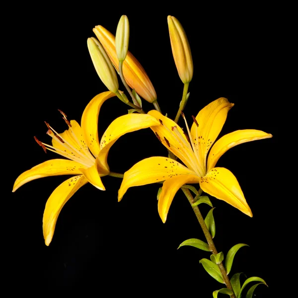 Lily — Stockfoto