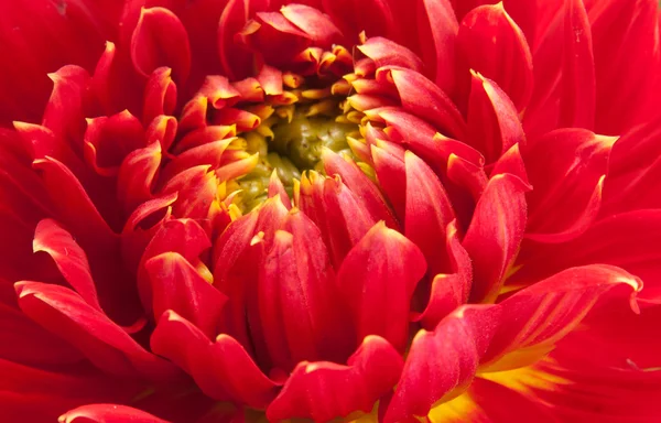 Červený dahlia — Stock fotografie