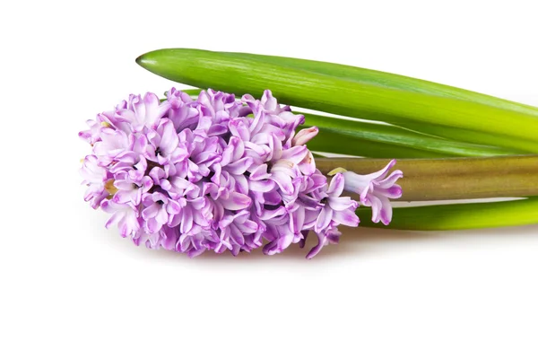 Hyacinth — Stock Photo, Image