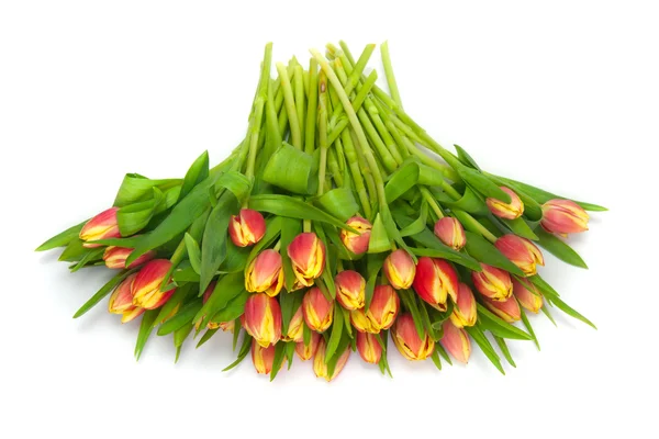 Tulipes — Photo