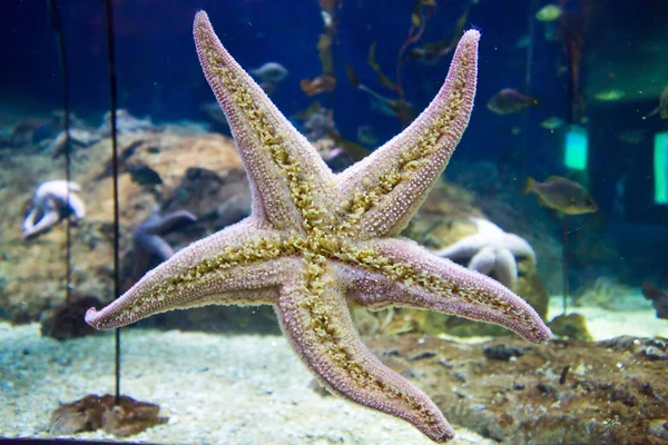 Starfish — Stock Photo, Image