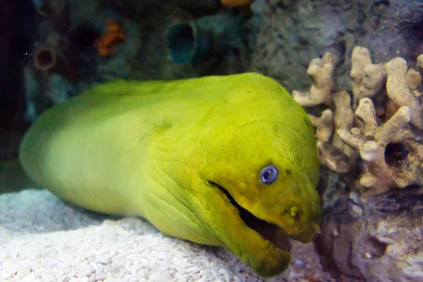 Dragão, enguia moray — Fotografia de Stock