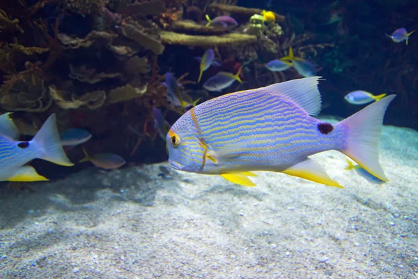 Undersea world — Stock Photo, Image