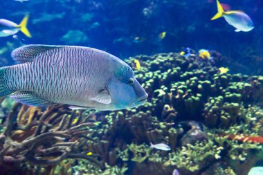 Deniz altı dünyası