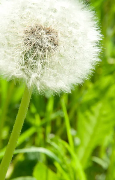 Biel dandelion — Zdjęcie stockowe