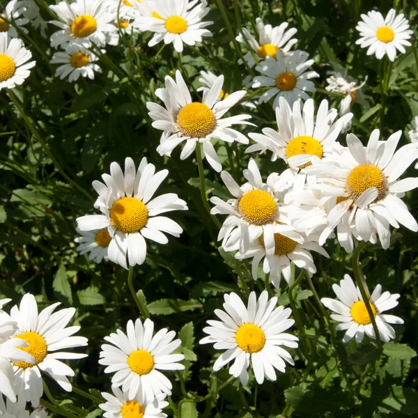 Camomile — Stock Photo, Image