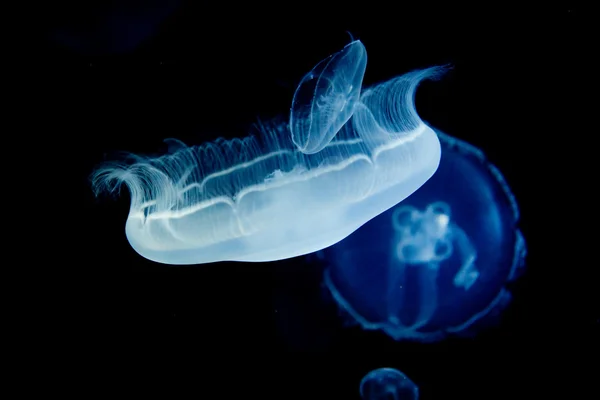 Медузи, медузи — стокове фото