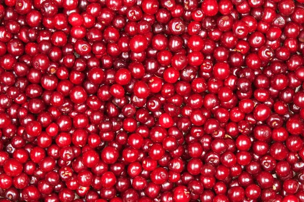 Cereza roja — Foto de Stock