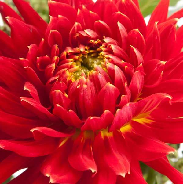 Red dahlia — Stock Photo, Image