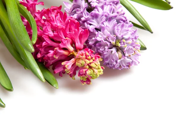 Two  hyacinths — Stock Photo, Image
