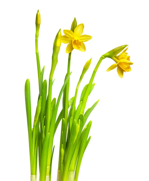 Narcissus — Stockfoto