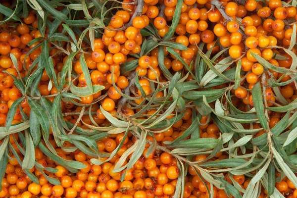 Sea-buckthorn — Stock Photo, Image