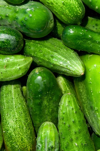 Cucumbers — Stock Photo, Image