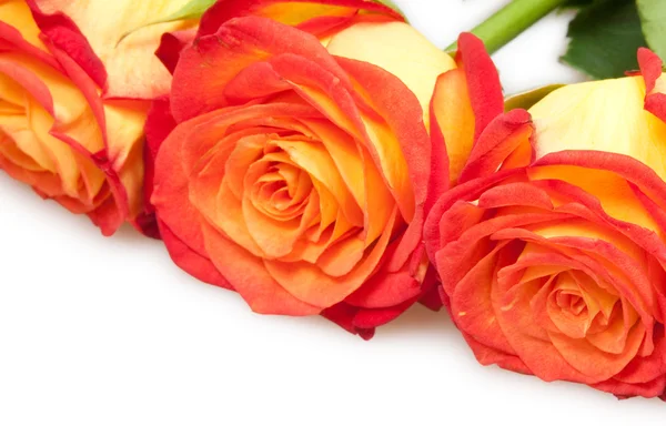 Roses — Stock Photo, Image