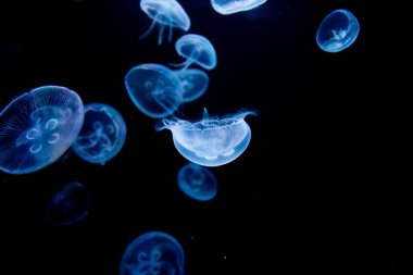 jellyfish, medusa clipart