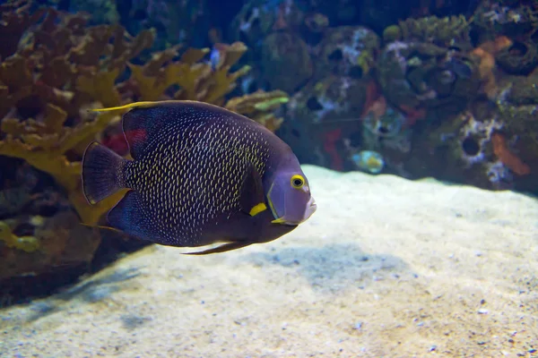 Undersea world — Stock Photo, Image