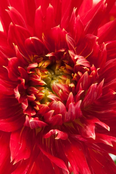 Piros dahlia — Stock Fotó