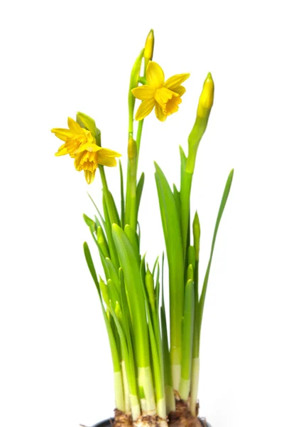 Narcissus — Stock Photo, Image