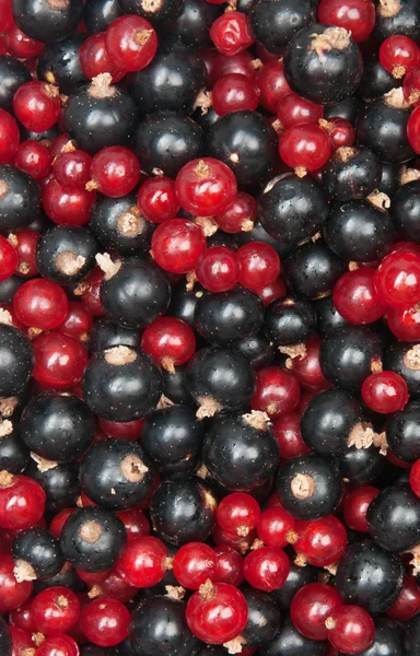 Redcurrant and  blackcurrant — Stock Photo, Image