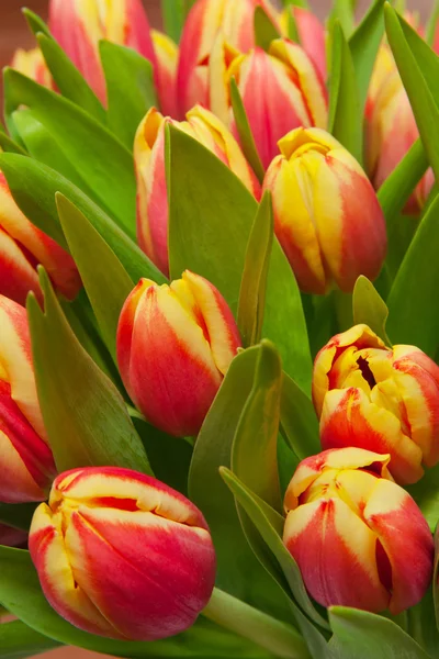 Tulips — Stock Photo, Image