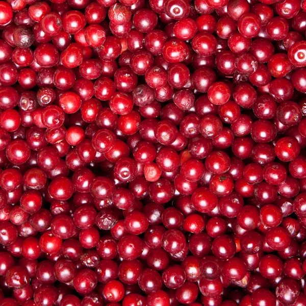 Cherry — Stock Photo, Image