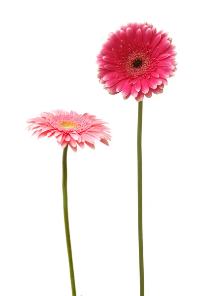 Zwei Gänseblümchen — Stockfoto